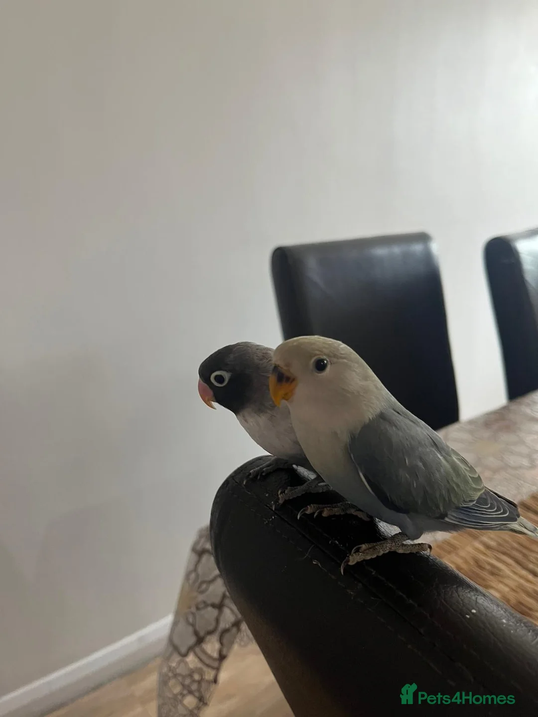 Lovebirds birds for sale: Cute young lovebirds - Advert 2