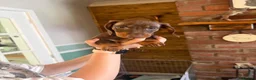 Dachshund dogs for sale: Last 2 puppies - Advert 7