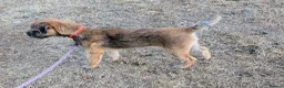 Border Terrier dogs for sale: KC Registered Champion Bloodline pups - Advert 5