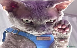 Devon Rex cats for stud: Beautiful Lilac Boy in Southampton - Image 4