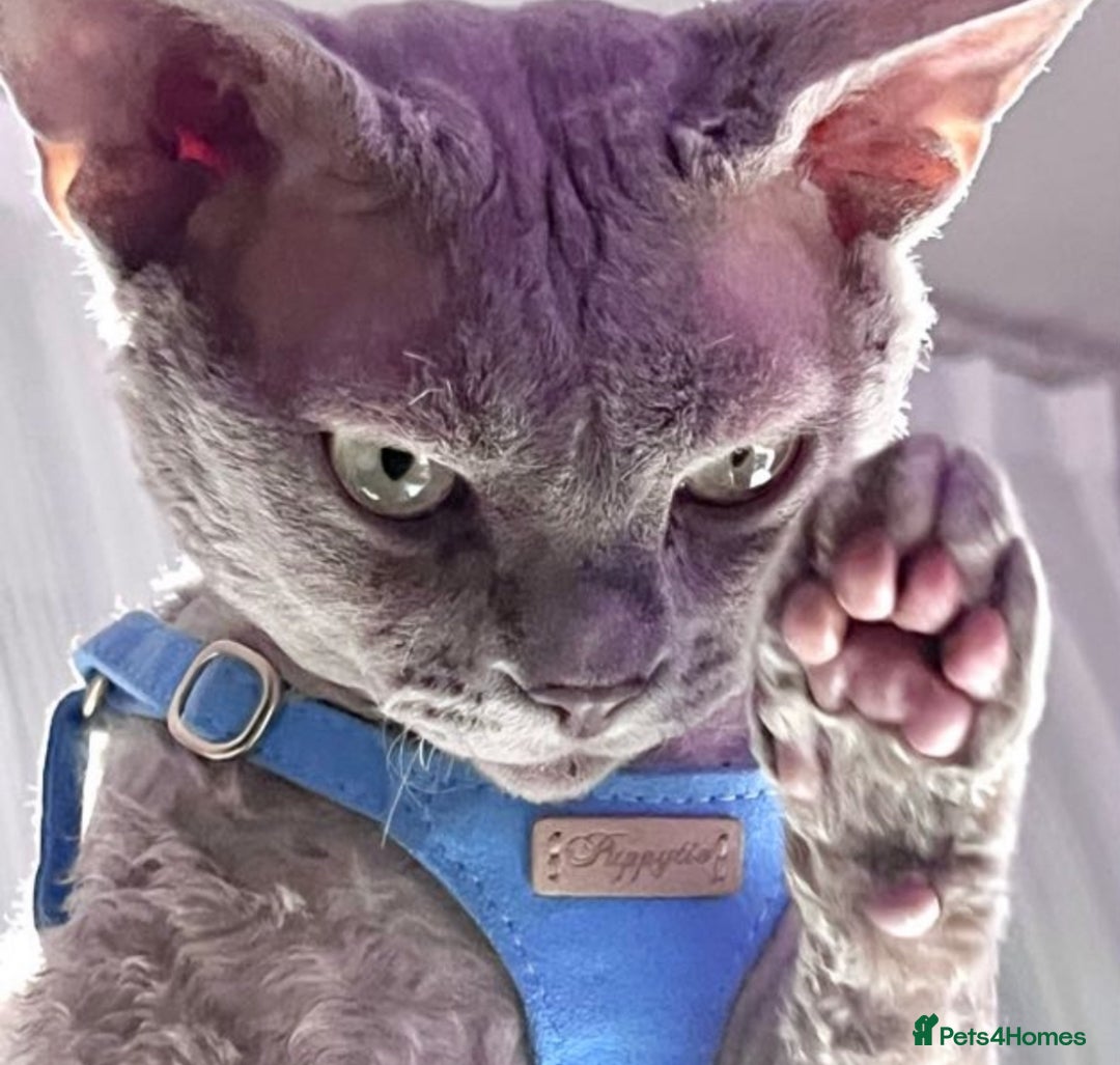 Devon Rex cats for stud: Beautiful Lilac Boy in Southampton - Image 4