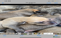 Lurcher dogs for sale: GOLDEN DEERHOUND LURCHER PUPPIES  - Image 4
