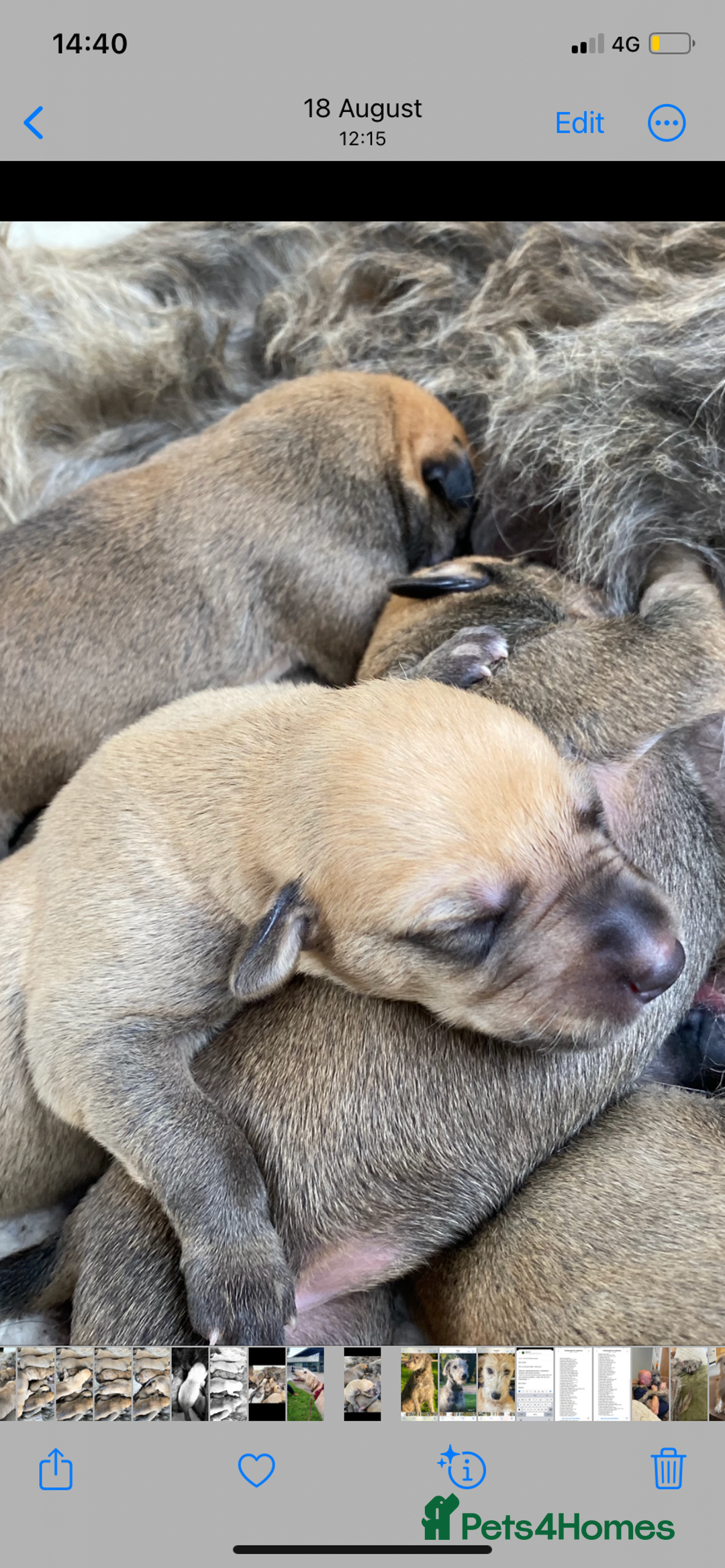 Lurcher dogs for sale: GOLDEN DEERHOUND LURCHER PUPPIES  - Image 4