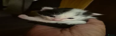 Mixed Breed 5