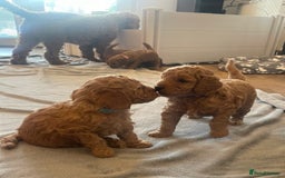 Cavapoo dogs for sale: Absolutely stunning Cavapoo Puppies for sale. - Image 5