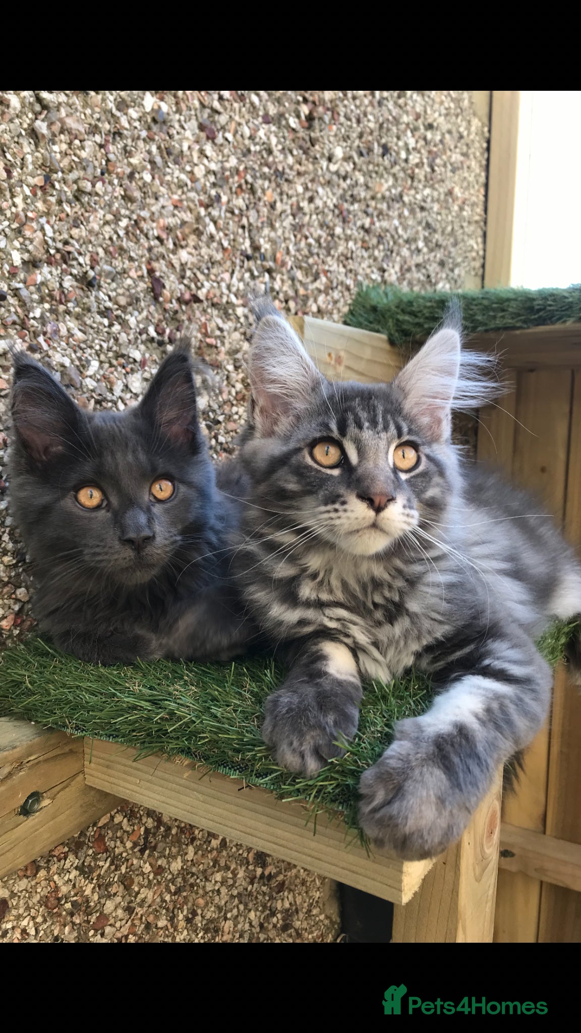 Maine Coon cats Tica registered boys available now - Advert 6