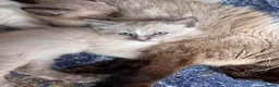 Ragamese cats for sale: Stunning ragamese kittens  - Advert 15