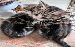 Bengal cats for sale: Bengal X kittens - Image 18