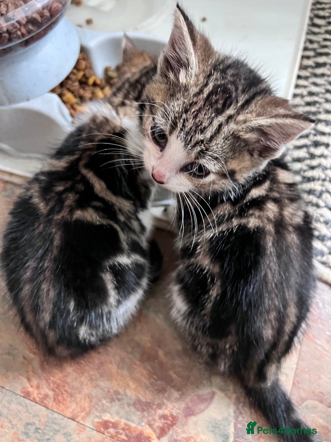 Bengal cats for sale: Bengal X kittens - Image 18