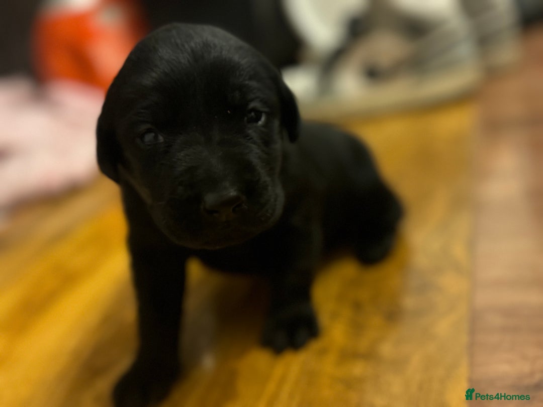 Labrador Retriever dogs for sale: Adorable Family-Raised Puppies 🐶✨ - Advert 12