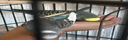 Budgerigars birds for sale: Budgies for sale in Wednesbury - Advert 5