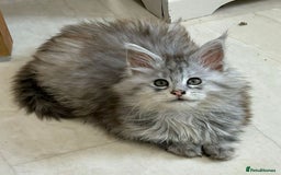 Maine Coon cats for sale: Active TICA Breeding Queen Maine Coon - Image 6