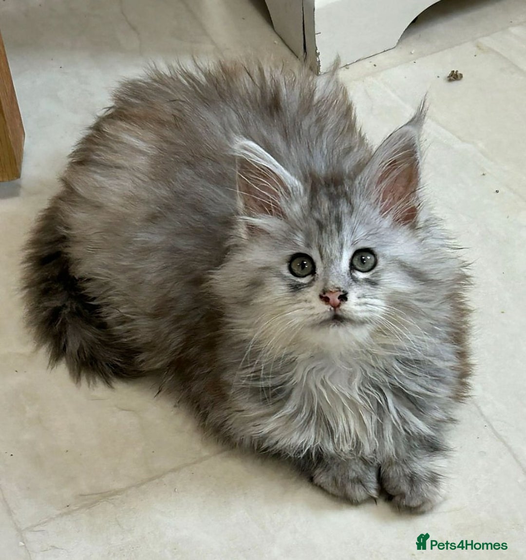 Maine Coon cats for sale: Active TICA Breeding Queen Maine Coon - Image 6