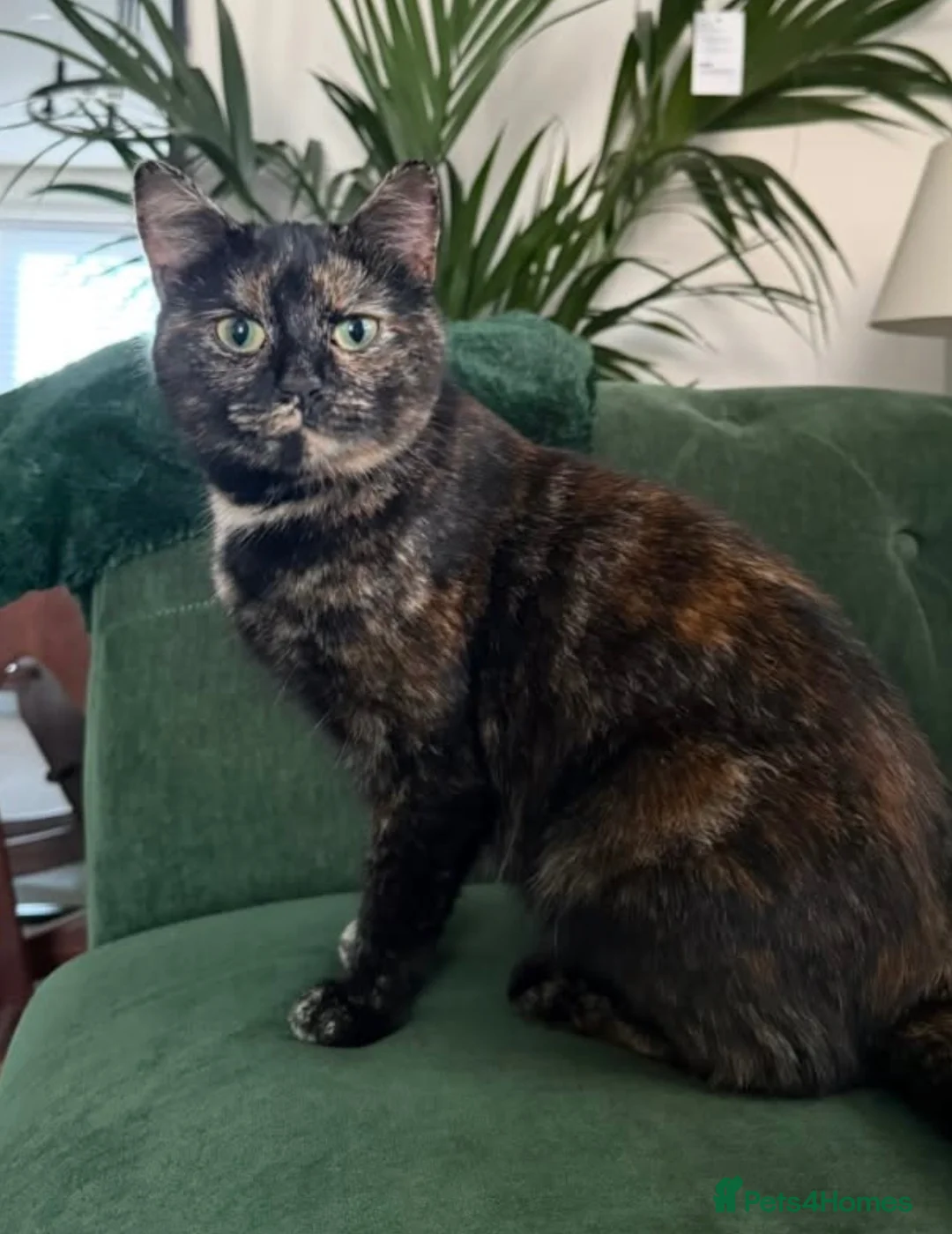 Mixed Breed cats for sale: Maple 2 years old cat so loving  in Worksop - Advert 1