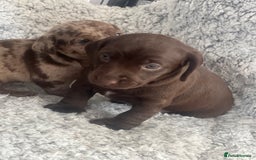 Mixed Breed dogs for sale: DAXIPOO PUPPIES  - Image 2