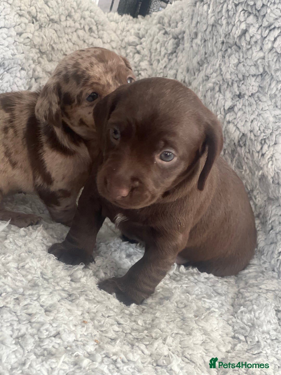 Mixed Breed dogs for sale: DAXIPOO PUPPIES  - Image 2