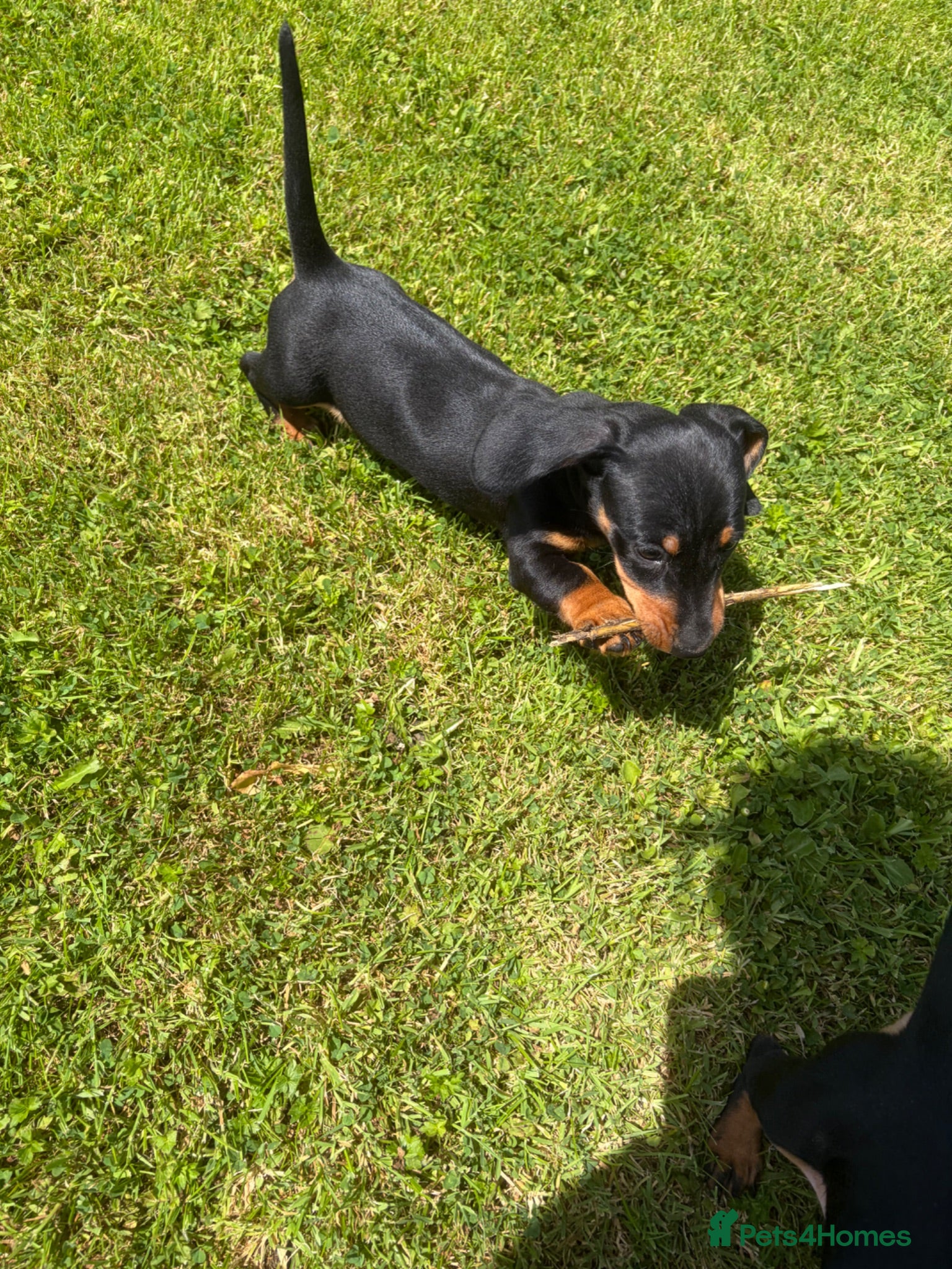 Miniature Dachshund dogs Miniature Dachshund Pups/ Dad DNA tested - Advert 2