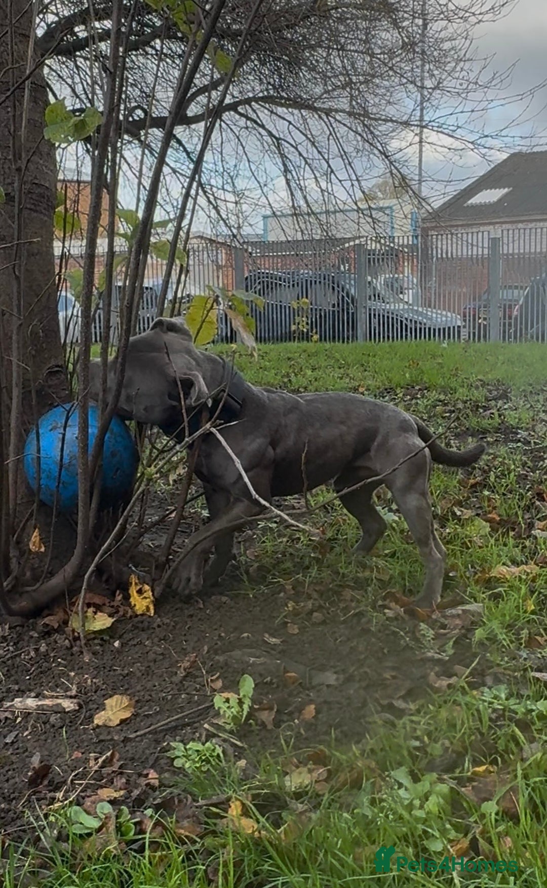 Staffordshire Bull Terrier dogs for stud: Elite Staffy Bullet - Advert 4