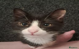 British Shorthair cats for sale: Two female cats - Image 2