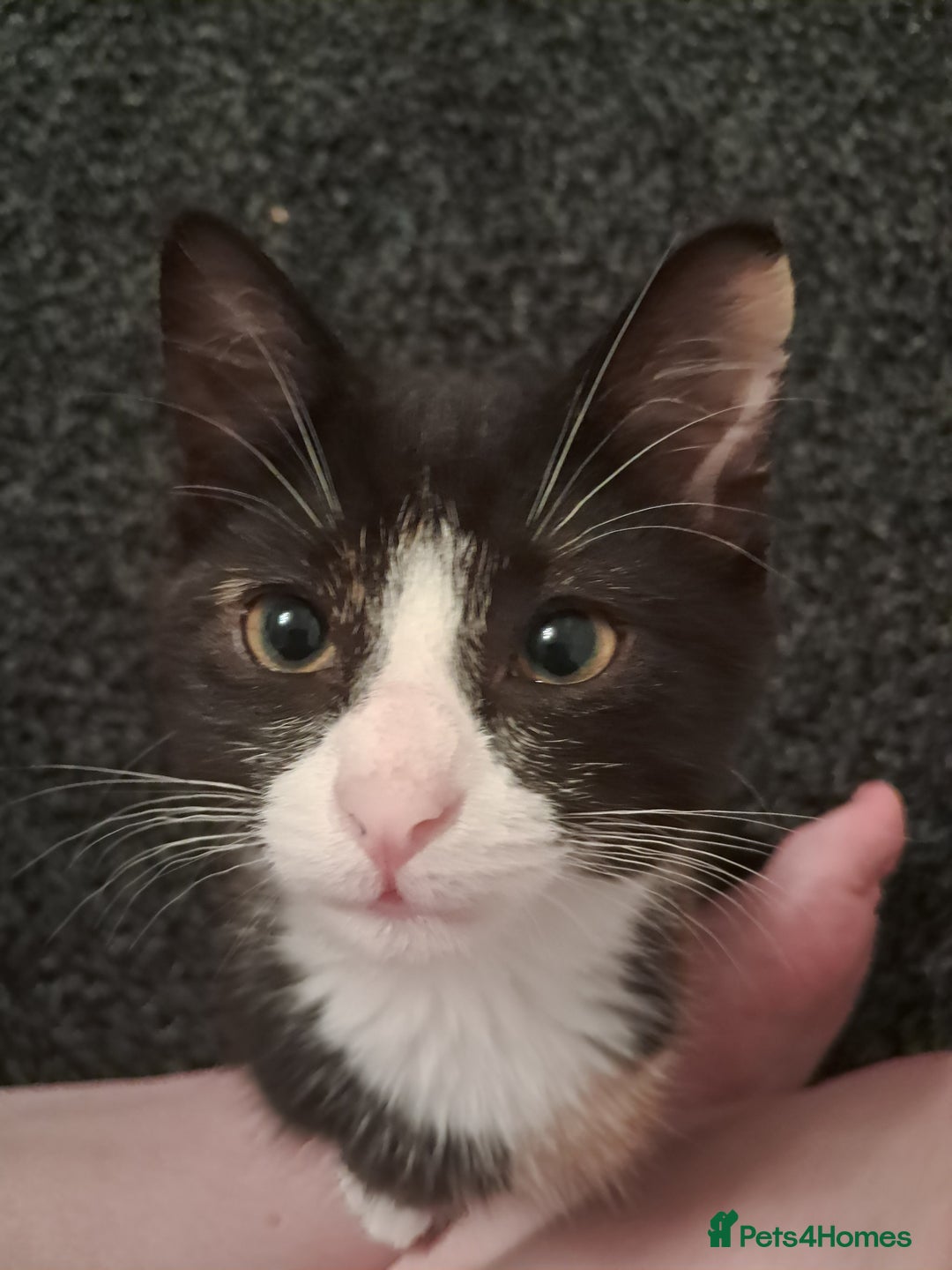 British Shorthair cats for sale: Two female cats - Image 2