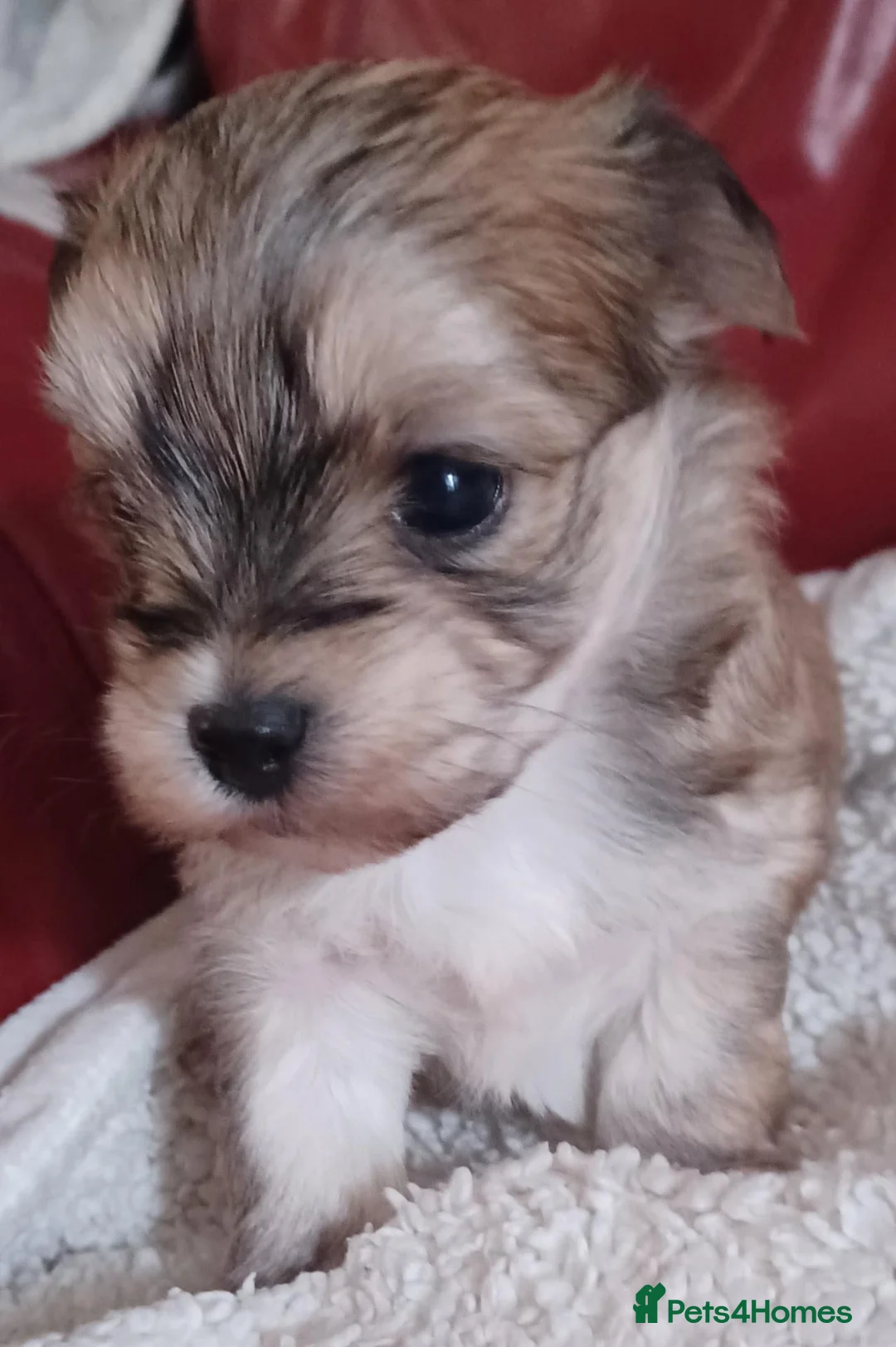 Morkie dogs for sale: Maltese x Yorkshire terrier  - Advert 2