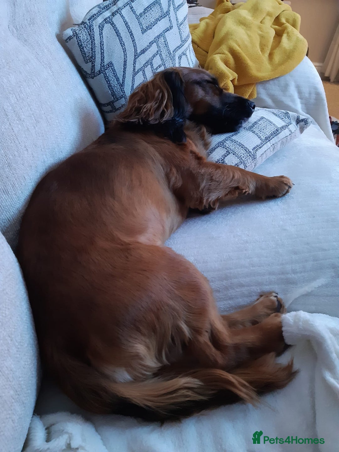 Cocker Spaniel dogs for stud: Bailey and his beautiful coloured coat - Advert 3