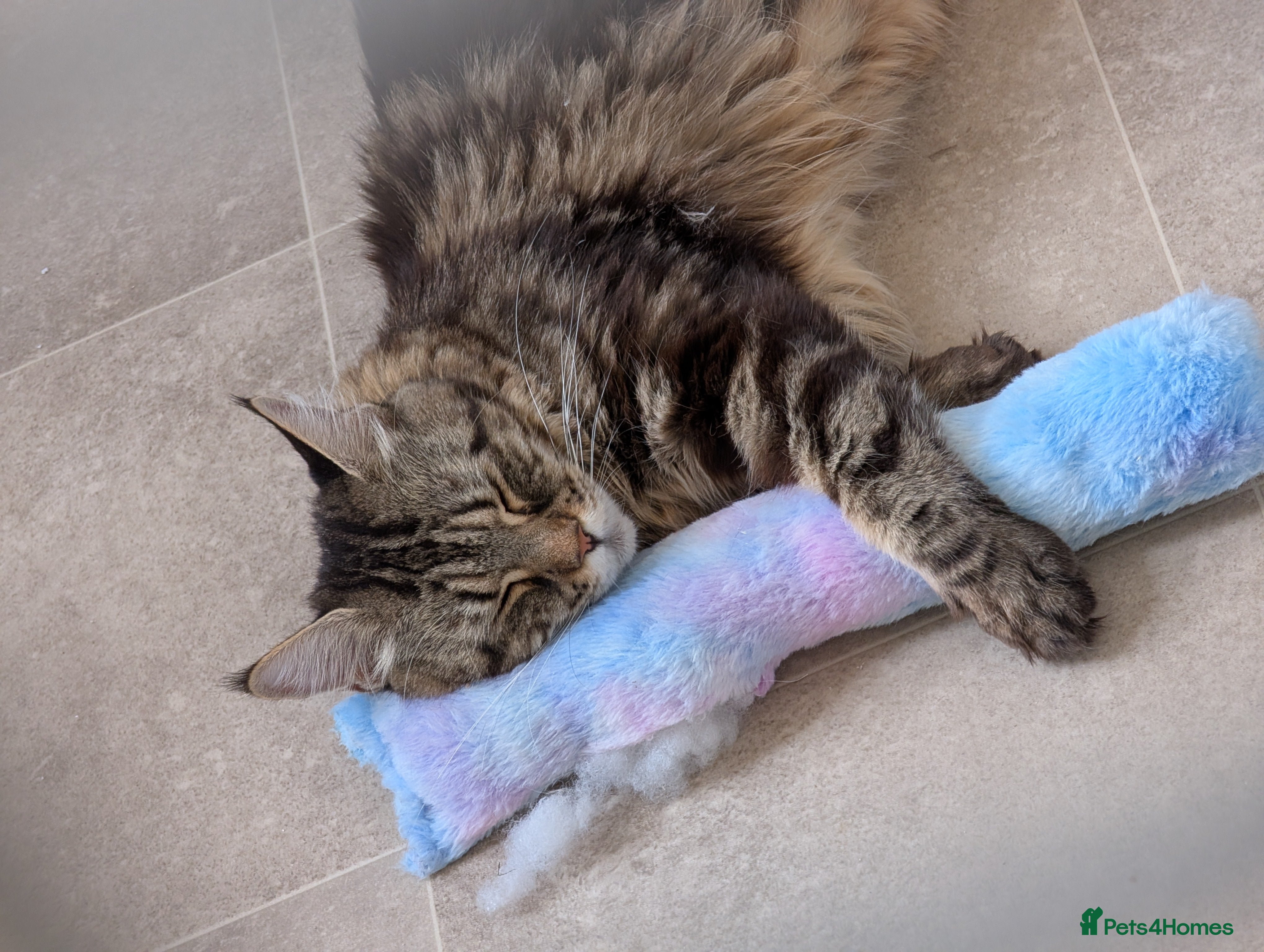 Maine Coon cats 2x Tica Maine coon sisters  - Advert 4