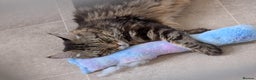 Maine Coon cats for sale: 2x Tica Maine coon sisters  - Advert 1