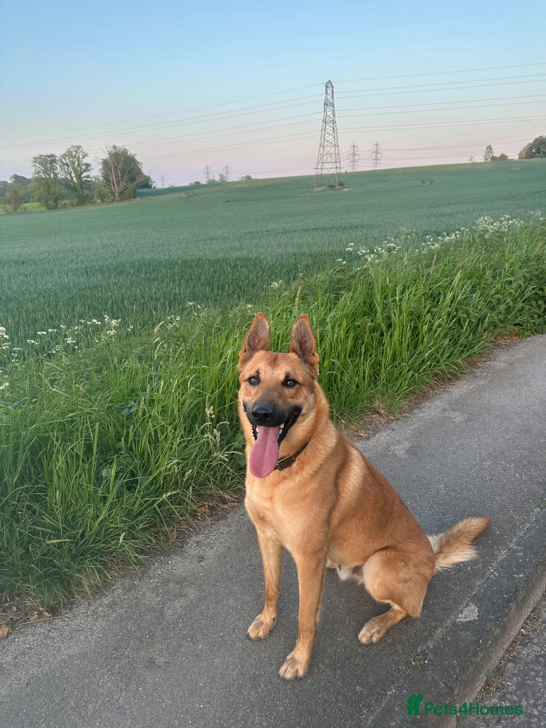 Belgian Shepherd Dog dogs for sale: Winston 3 year old Belgian shepherd  in Ipswich - Advert 7