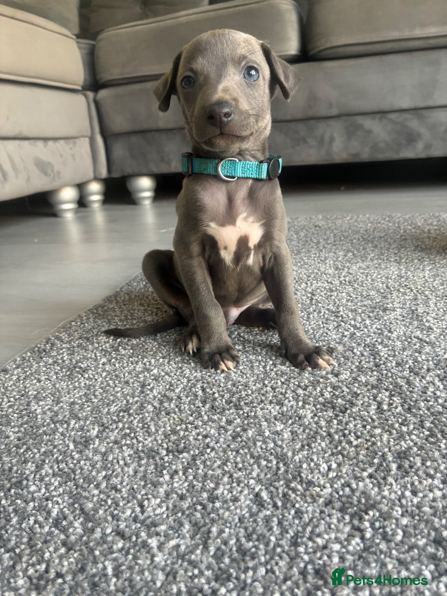 Whippet dogs Blue whippets 💙 last boy left 🏡🏡 - Advert 16