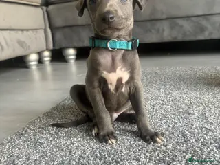 Whippet dogs Blue whippets 💙 last boy left 🏡🏡 - Advert 16
