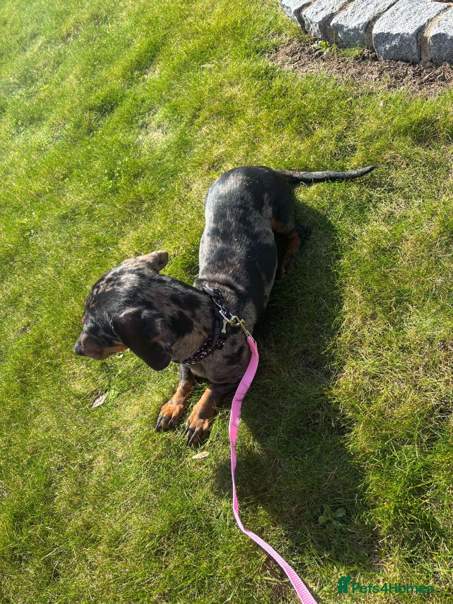 Dachshund dogs Dachshund girl - Advert 4