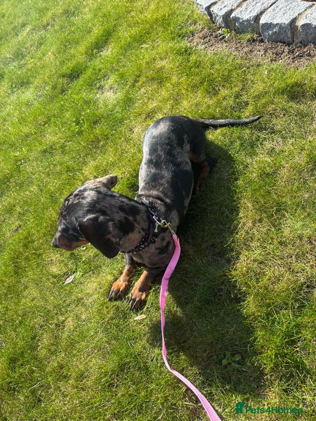 Dachshund dogs for sale: Dachshund girl in Maidstone - Advert 1