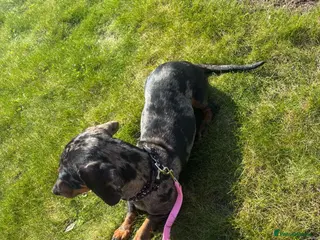 Dachshund dogs Dachshund girl - Advert 4