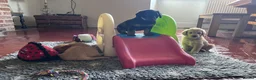 Mixed Breed dogs for sale: Delightful Double Doodles  in Crewe - Advert 12