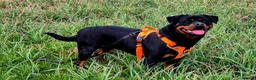 Rottweiler dogs for sale: Pedigree Rottweiler Female 3 Years 3 months old. - Advert 4