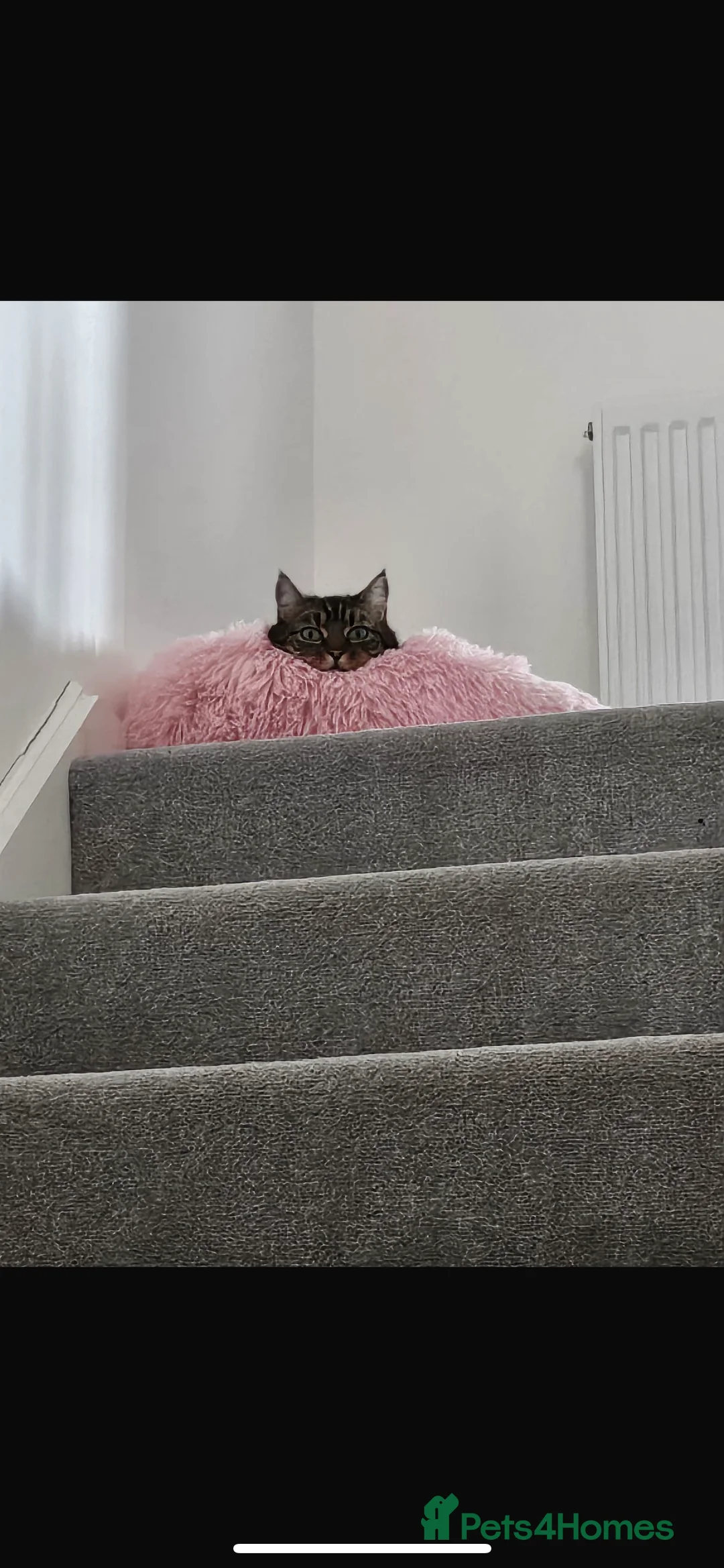 Mixed Breed cats for sale: Millie 4 year old tabby  - Advert 4