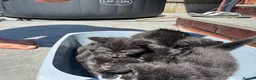 Mixed Breed cats for sale: Mixed British shorthair kittens grey and black - Advert 6