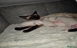 Siamese cats for sale: 1 Seal Point Siamese Kitten GCCF registered  - Image 5
