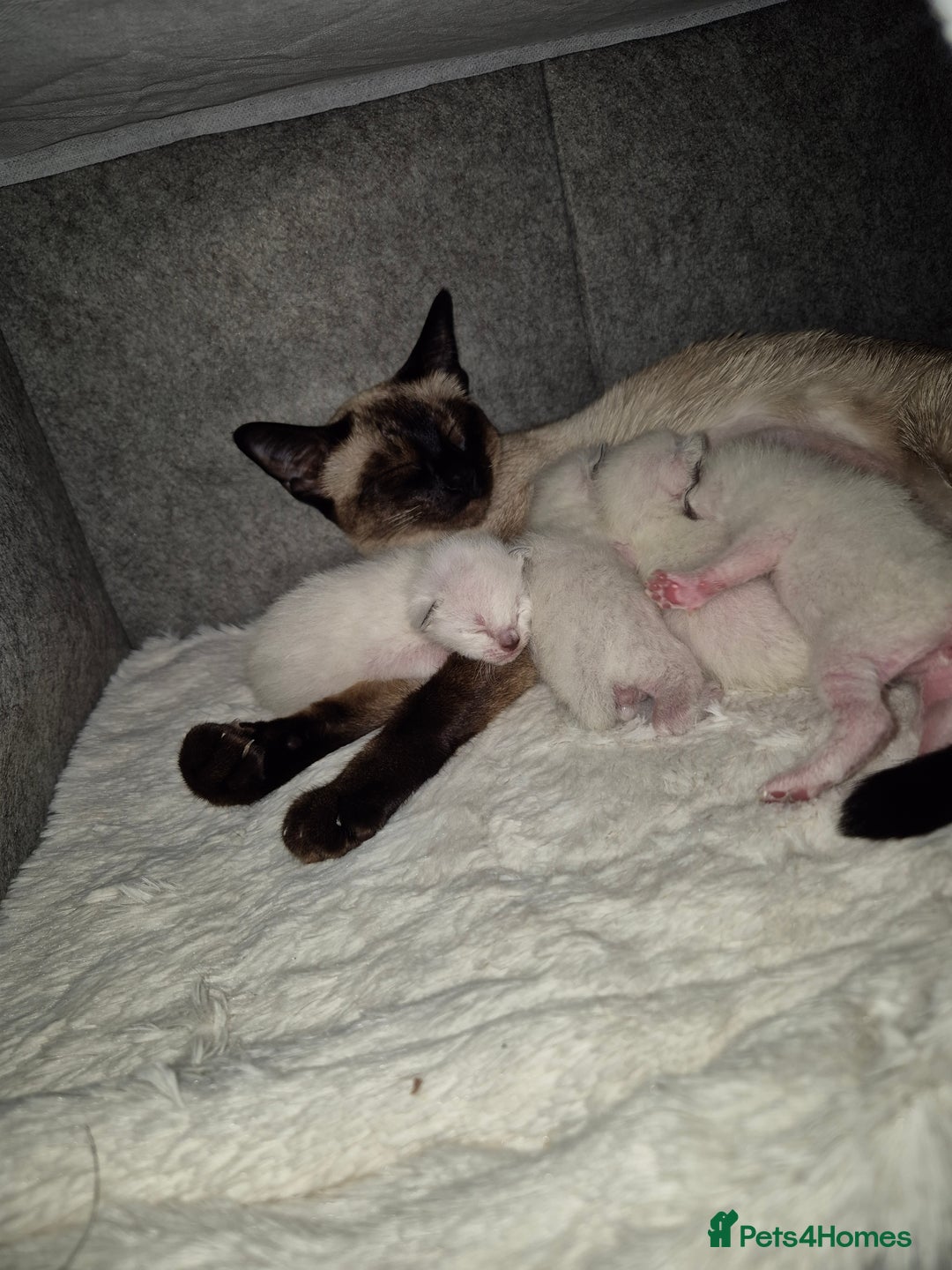Siamese cats for sale: 1 Seal Point Siamese Kitten GCCF registered  - Image 5