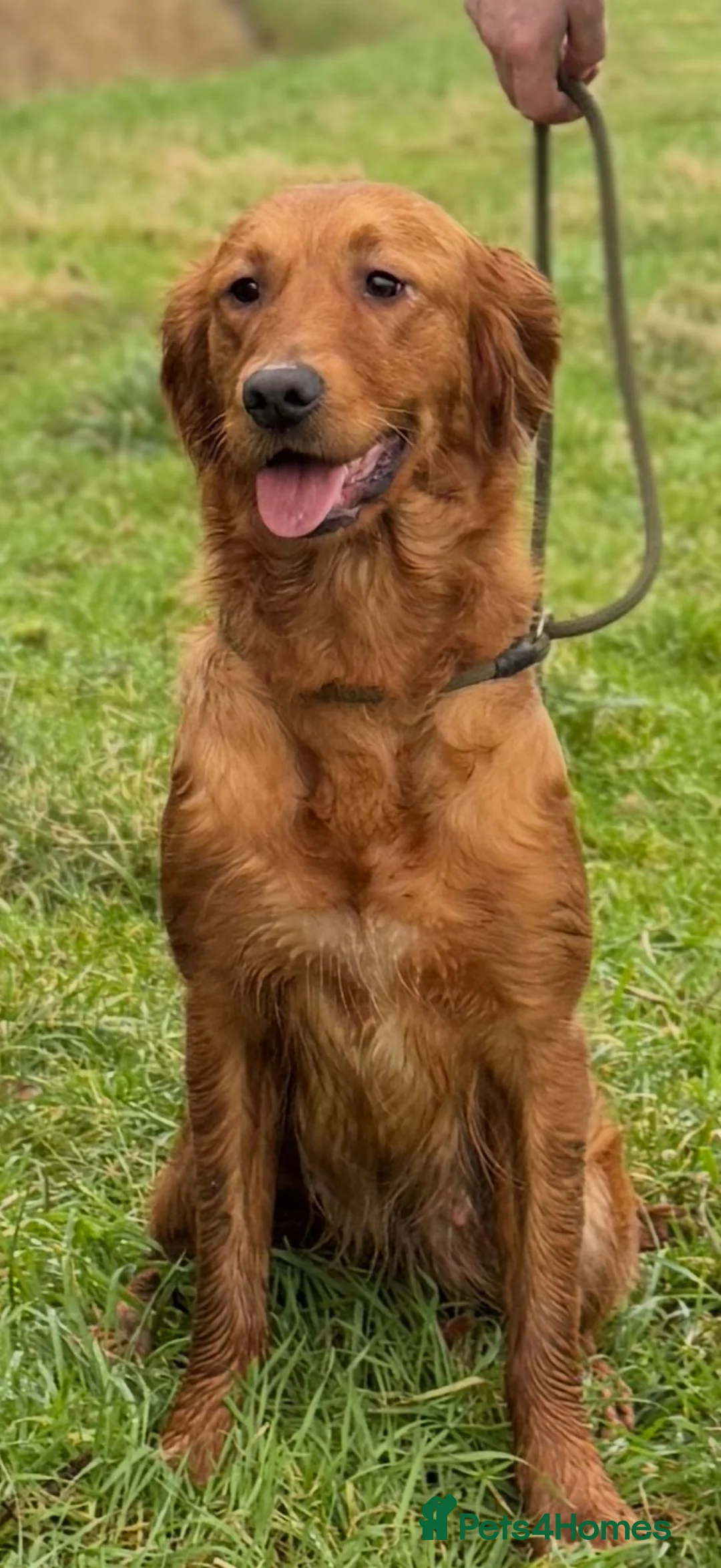 Golden Retriever dogs for sale: Stunning Golden Retriever Pups - Advert 2