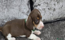 Dachshund dogs for sale: Long and short haired dachshund puppies - Image 5