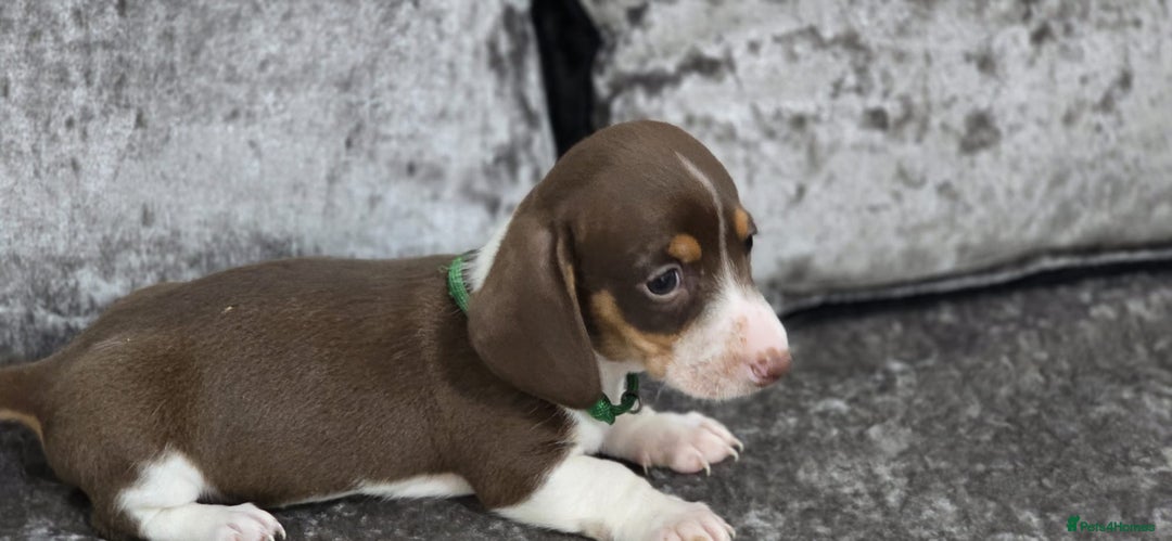 Dachshund dogs for sale: Long and short haired dachshund puppies - Image 5