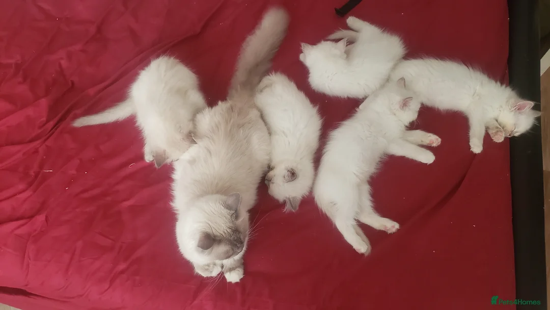 Ragdoll cats for sale: Three months old, fully vaccinated  - Advert 12