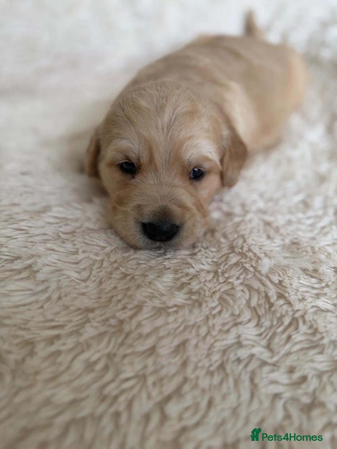 Golden Retriever dogs for sale: Beautiful KC Golden Retrievers  - Advert 22