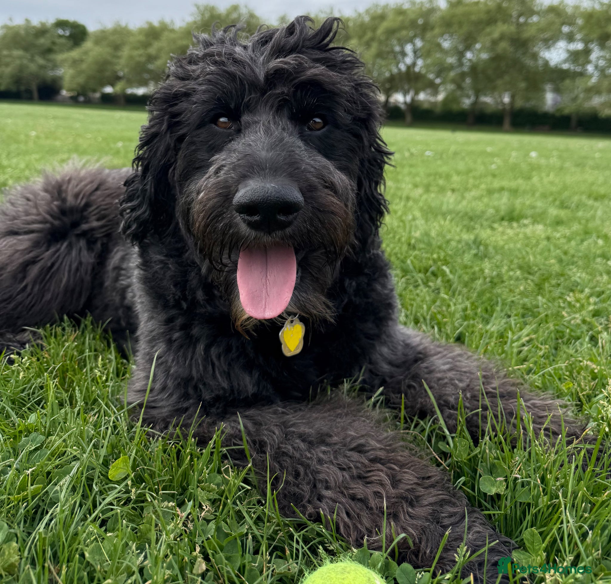 Goldendoodle dogs Reggie - Advert 1