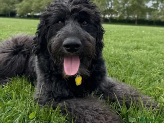 Goldendoodle dogs Reggie - Advert 1