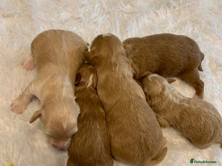 Toy Poodle dogs in Porth - Advert 22