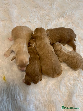 Toy Poodle dogs in Porth - Advert 2