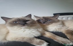 Ragdoll cats for sale: beautiful ragdoll kittens  - Image 11
